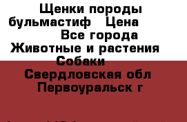 Щенки породы бульмастиф › Цена ­ 25 000 - Все города Животные и растения » Собаки   . Свердловская обл.,Первоуральск г.